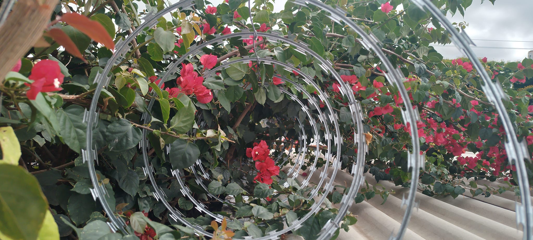 A imagem mostra uma cerca de concertina, vista por dentro, criando um efeito de profundidade com vários círculos concêntricos. Em volta e por dentro da concertina tem folhas verdes e flores vermelhas e rosadas de buganvília, ocupando quase todo o fundo. A parte inferior da imagem revela uma cobertura feita de telhas onduladas de cor clara, e ao fundo, o céu está parcialmente nublado com tons de cinza, sugerindo um clima fechado. A composição destaca o contraste entre a rigidez metálica do arame e a suavidade das flores coloridas, com os círculos do arame enquadrando a vegetação ao longo da perspectiva. A imagem mostra uma cerca de concertina, vista por dentro, criando um efeito de profundidade com vários círculos concêntricos. Em volta e por dentro da concertina tem folhas verdes e flores vermelhas e rosadas de buganvília, ocupando quase todo o fundo. A parte inferior da imagem revela uma cobertura feita de telhas onduladas de cor clara, e ao fundo, o céu está parcialmente nublado com tons de cinza, sugerindo um clima fechado. A composição destaca o contraste entre a rigidez metálica do arame e a suavidade das flores coloridas, com os círculos do arame enquadrando a vegetação ao longo da perspectiva.