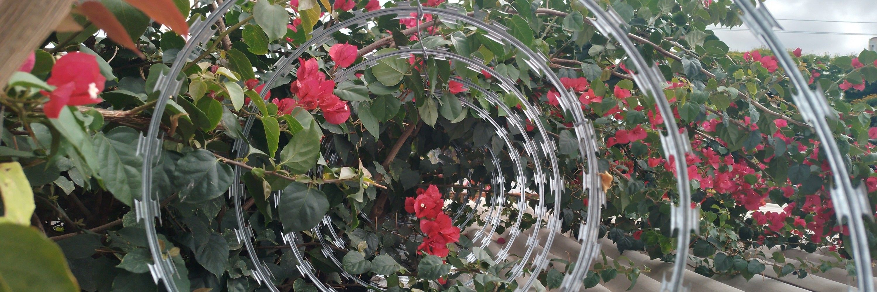 A imagem mostra uma cerca de concertina, vista por dentro, criando um efeito de profundidade com vários círculos concêntricos. Em volta e por dentro da concertina tem folhas verdes e flores vermelhas e rosadas de buganvília, ocupando quase todo o fundo. A parte inferior da imagem revela uma cobertura feita de telhas onduladas de cor clara, e ao fundo, o céu está parcialmente nublado com tons de cinza, sugerindo um clima fechado. A composição destaca o contraste entre a rigidez metálica do arame e a suavidade das flores coloridas, com os círculos do arame enquadrando a vegetação ao longo da perspectiva. A imagem mostra uma cerca de concertina, vista por dentro, criando um efeito de profundidade com vários círculos concêntricos. Em volta e por dentro da concertina tem folhas verdes e flores vermelhas e rosadas de buganvília, ocupando quase todo o fundo. A parte inferior da imagem revela uma cobertura feita de telhas onduladas de cor clara, e ao fundo, o céu está parcialmente nublado com tons de cinza, sugerindo um clima fechado. A composição destaca o contraste entre a rigidez metálica do arame e a suavidade das flores coloridas, com os círculos do arame enquadrando a vegetação ao longo da perspectiva.